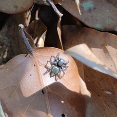 Stenaelurillus albus