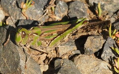 Chortoicetes terminifera