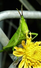 Atractomorpha australis