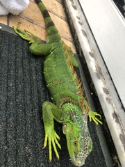 Iguana iguana