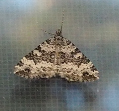 Chrysolarentia argocyma