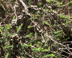 Melaleuca brevifolia
