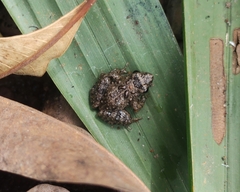 Phrynobatrachus natalensis