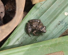 Phrynobatrachus natalensis