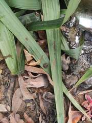 Phrynobatrachus natalensis