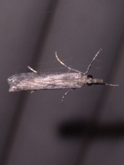 Eudonia leptalaea