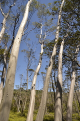 Eucalyptus approximans