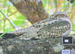 Chordeiles acutipennis