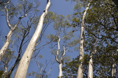 Eucalyptus approximans