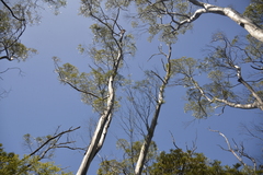 Eucalyptus approximans