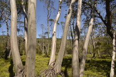 Eucalyptus approximans