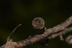 Eucalyptus approximans