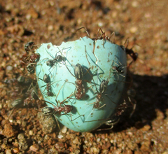 Anoplolepis custodiens