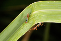 Phaenacantha australiae