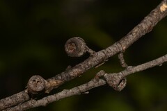 Eucalyptus approximans