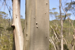 Eucalyptus approximans