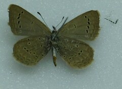 Lycaenidae