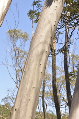 Eucalyptus approximans