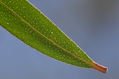 Eucalyptus approximans