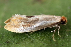 Tinea semifulvella