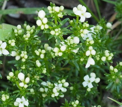 Asperula