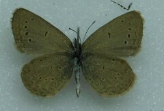 Lycaenidae