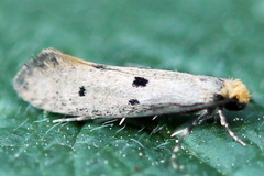 Tinea trinotella