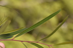 Eucalyptus approximans