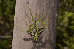 Eucalyptus approximans