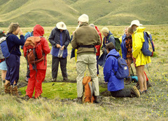 Dracophyllum muscoides