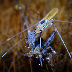 Limnometra