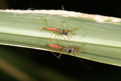 Phaenacantha australiae
