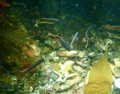 Trachinops caudimaculatus