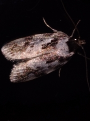 Barea confusella