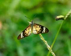 Acraea encedon encedon