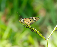 Acraea encedon encedon