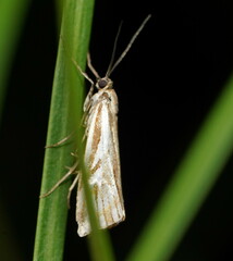 Hednota pleniferellus
