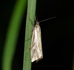 Hednota pleniferellus