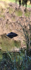 Chelodina longicollis