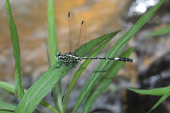Austrogomphus amphiclitus