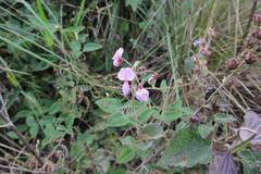 Desmodium uncinatum