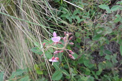 Desmodium uncinatum