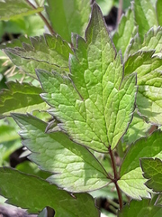 Actaea spicata acuminata
