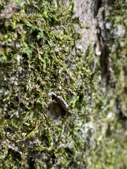 Forsstroemia trichomitria