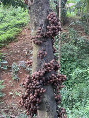 Ficus racemosa