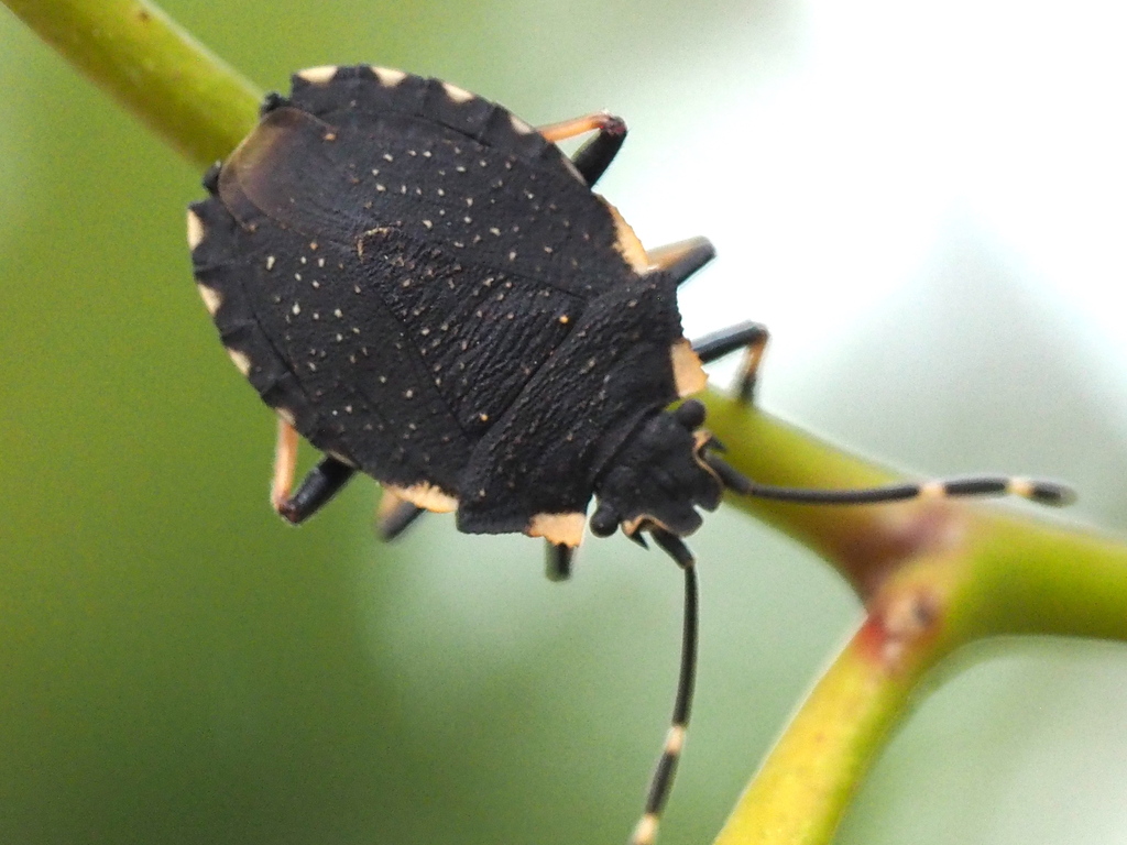 Diemenia minuta