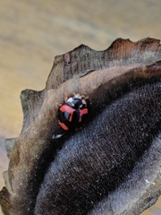 Coelophora biplagiata