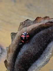 Coelophora biplagiata
