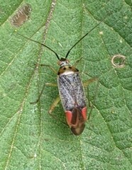 Closterotomus trivialis