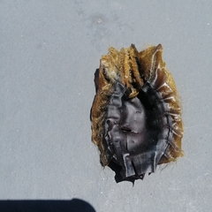 Callorhinchus capensis